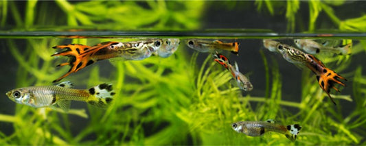 Understanding and Dealing with Floating Oils in Your Aquarium
