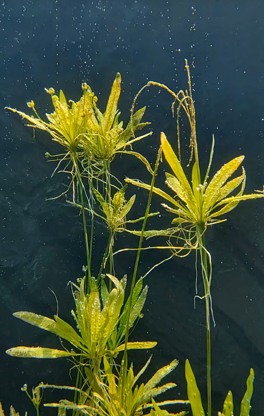 Why do plants in fish tanks spew photosynthesis bubbles？