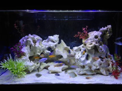 What kind of light is best for aquariums?