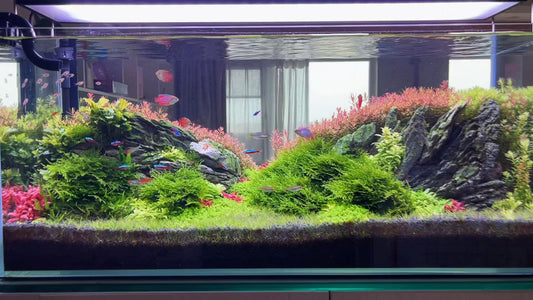 Professional Aquarium Tools to Inspire Lush Growth of Aquatic Plants