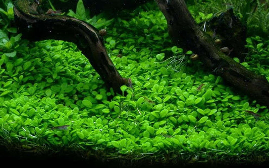 How to Plant Carpet Plants in an Aquarium
