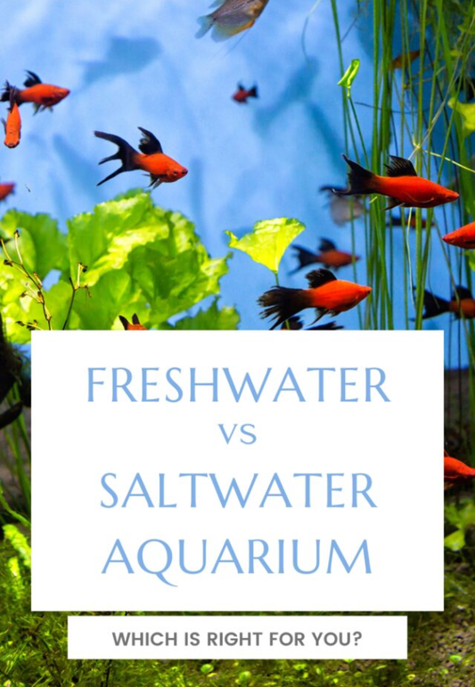 FRESHWATER VS SALTWATER AQUARIUM: HOW TO DECIDE WHICH IS RIGHT FOR YOU