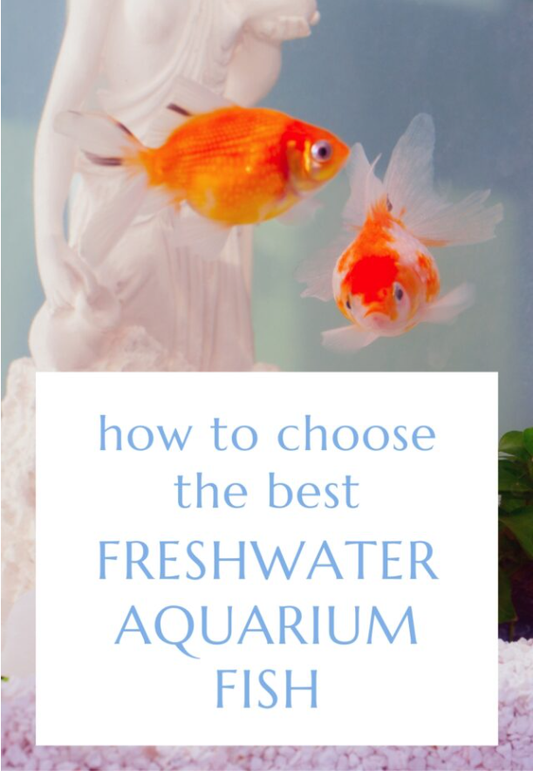Choosing The Best Freshwater Aquarium Fish: Your Ultimate Guide