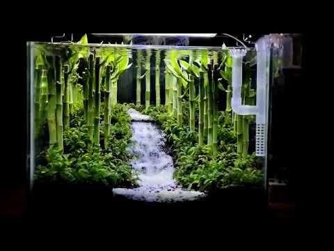 Lucky Bamboo Grows in Aquarium Tanks